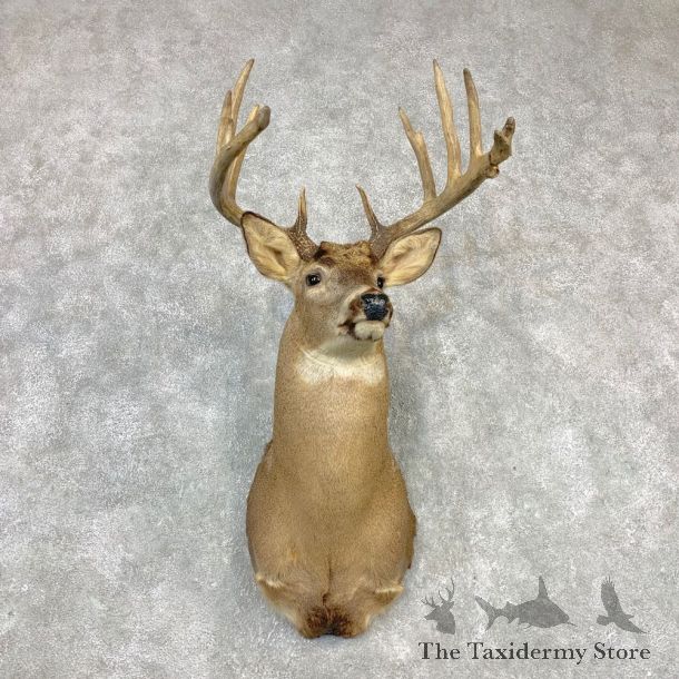 Whitetail Deer Shoulder Taxidermy Mount #21987 For Sale - The Taxidermy Store