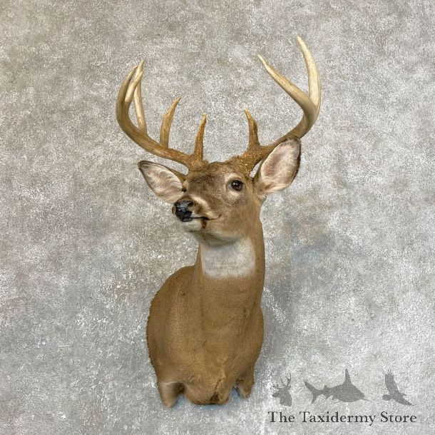 Whitetail Deer Shoulder Taxidermy Mount #24116 For Sale - The Taxidermy Store