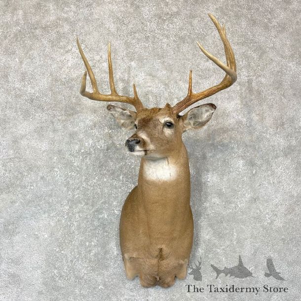Whitetail Deer Shoulder Taxidermy Mount #24374 For Sale - The Taxidermy Store