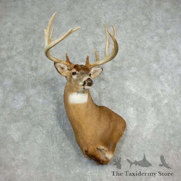 Whitetail Deer Shoulder Taxidermy Mount For Sale #17808 @ The Taxidermy Store.jpg