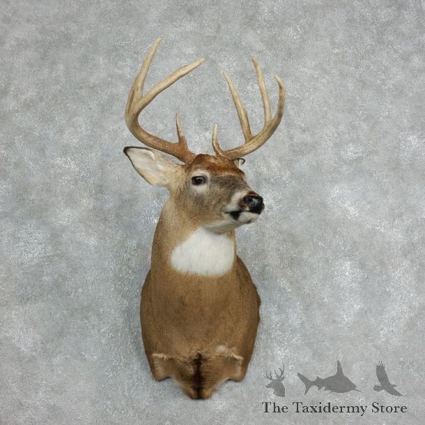Whitetail Deer Shoulder Taxidermy Mount For Sale #18068 @ The Taxidermy Store.jpg