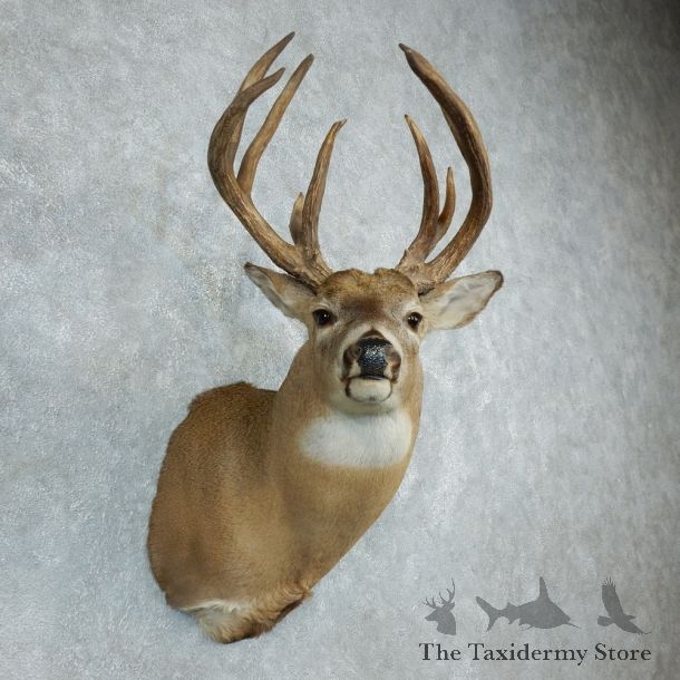 Whitetail Deer Shoulder Taxidermy Mount For Sale #18501 @ The Taxidermy Store.jpg