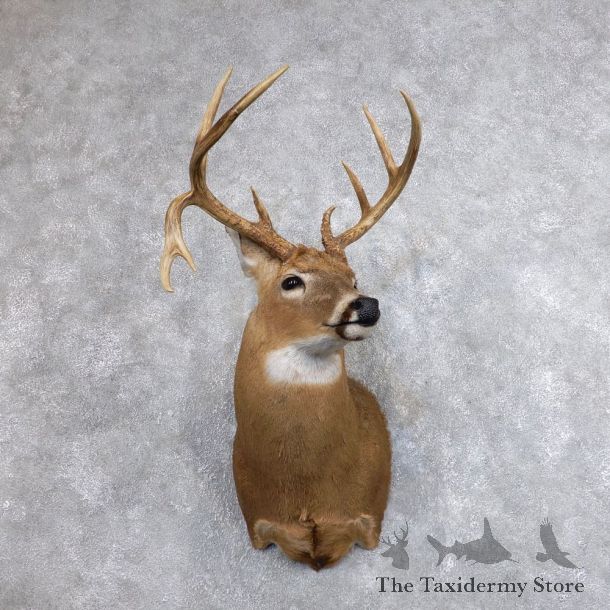 Whitetail Deer Shoulder Taxidermy Mount For Sale #18624 @ The Taxidermy Store.jpg