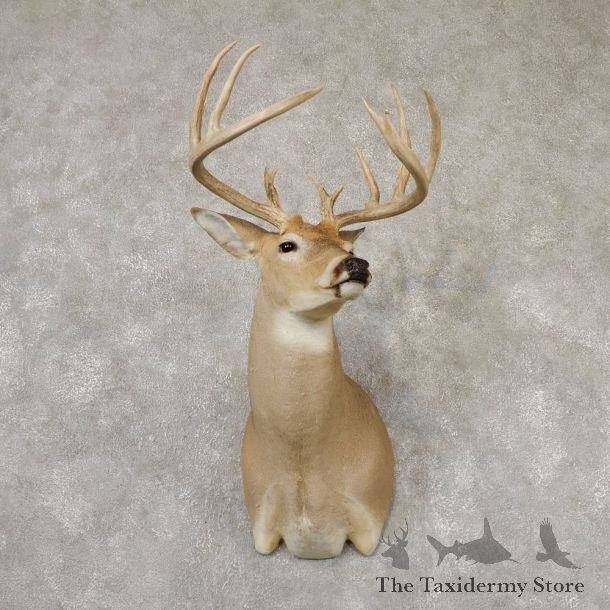 Whitetail Deer Shoulder Taxidermy Mount For Sale #18851 @ The Taxidermy Store.jpg