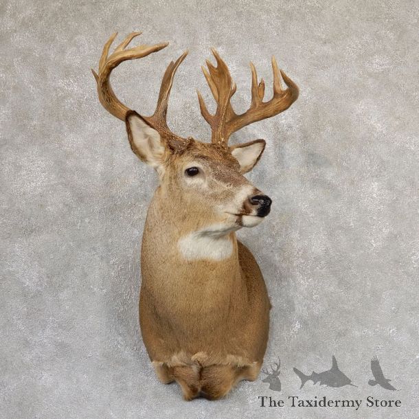 Whitetail Deer Shoulder Taxidermy Mount For Sale #18985 @ The Taxidermy Store