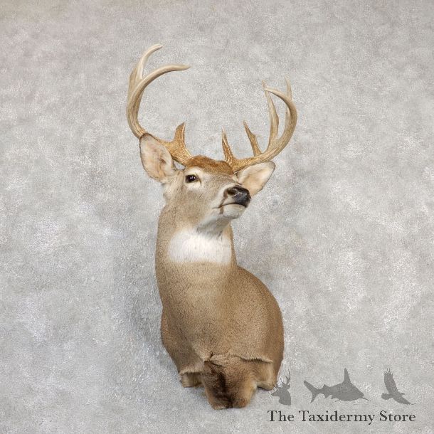 Whitetail Deer Shoulder Taxidermy Mount For Sale #20001 @ The Taxidermy Store.jpg