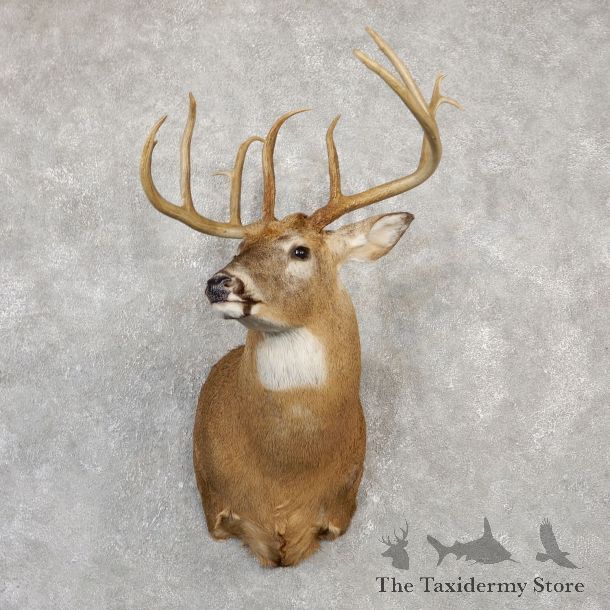 Whitetail Deer Shoulder Taxidermy Mount For Sale #20011 @ The Taxidermy Store.jpg