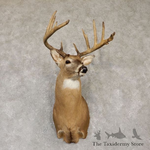 Whitetail Deer Shoulder Taxidermy Mount For Sale #20104 @ The Taxidermy Store.jpg