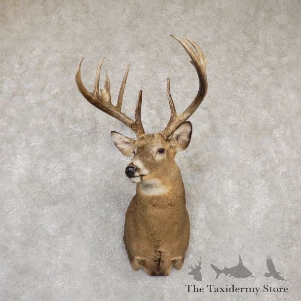 Whitetail Deer Shoulder Taxidermy Mount For Sale #20184 @ The Taxidermy Store.jpg