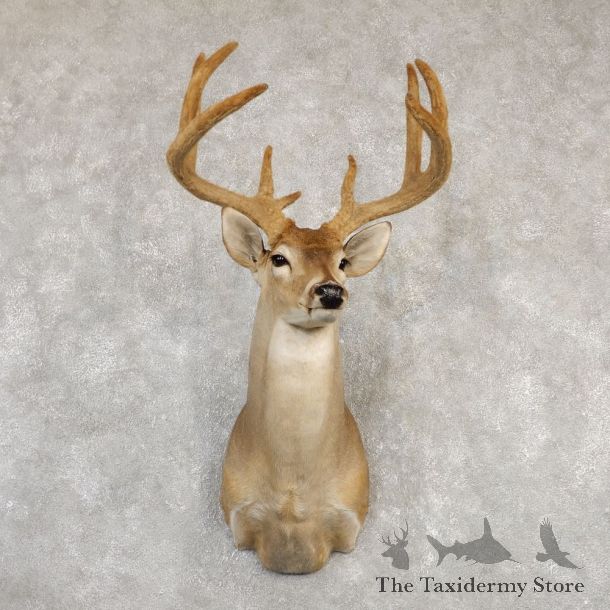 Whitetail Deer Shoulder Taxidermy Mount For Sale #20258 @ The Taxidermy Store.jpg