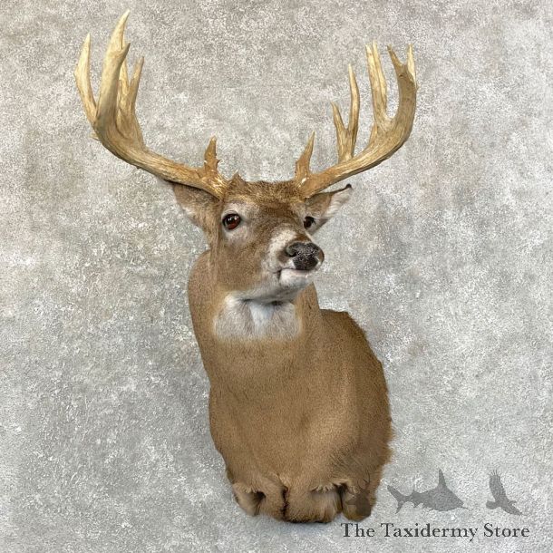 Whitetail Deer Shoulder Taxidermy Mount For Sale #24600 @ The Taxidermy Store