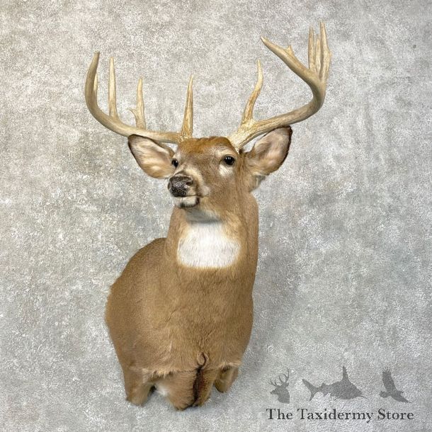 Whitetail Deer Shoulder Taxidermy Mount For Sale #24603 @ The Taxidermy Store