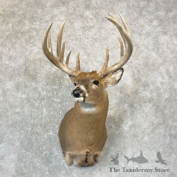 Whitetail Deer Shoulder Taxidermy Mount For Sale #24729 @ The Taxidermy Store