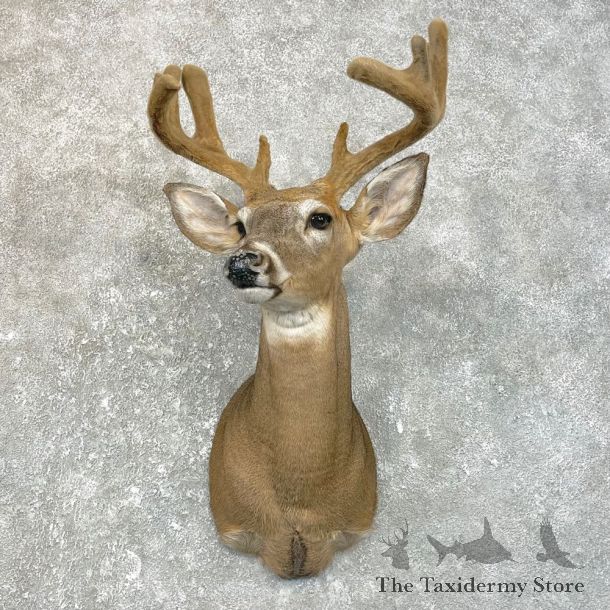 Whitetail Deer Shoulder Taxidermy Mount For Sale #25114 @ The Taxidermy Store.jpg