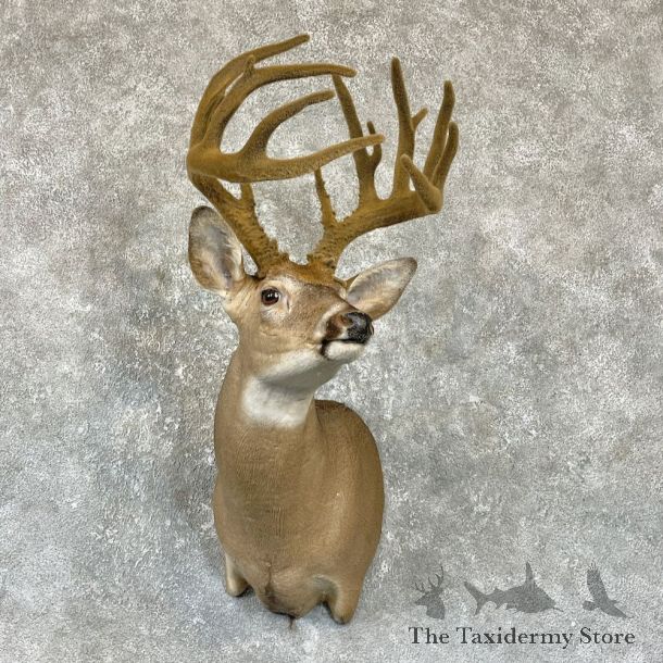 Whitetail Deer Shoulder Taxidermy Mount For Sale #26318 @ The Taxidermy Store.jpg