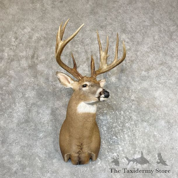 Whitetail Deer Shoulder Taxidermy Mount For Sale #26590 @ The Taxidermy Store