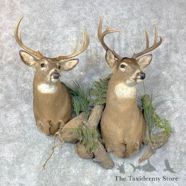 Whitetail Deer Shoulder Taxidermy Mount Pair For Sale #23659 @ The Taxidermy Store
