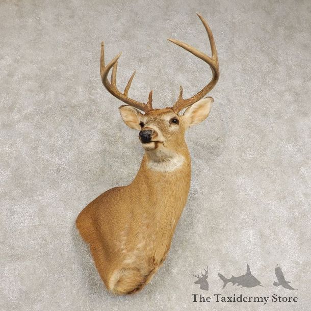 Whitetail Deer Shoulder Wall Pedestal Mount #21582 For Sale - The Taxidermy Store