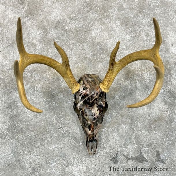 Whitetail Deer Skull Dipped Mount For Sale #28259 @ The Taxidermy Store