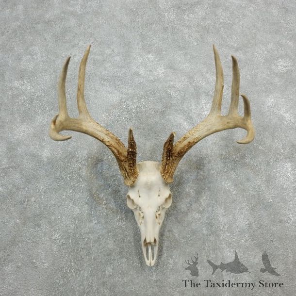 Whitetail Deer Skull European Mount For Sale #18082 @ The Taxidermy Store