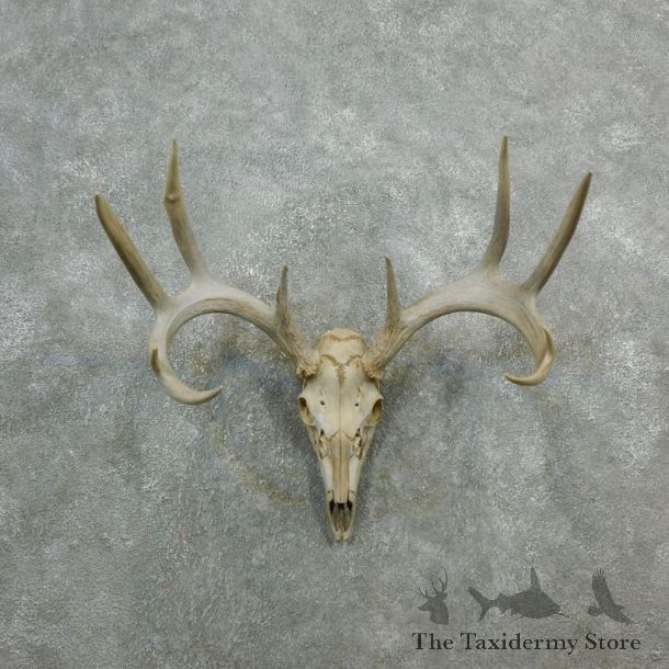 Whitetail Deer Skull European Mount For Sale #18084 @ The Taxidermy Store