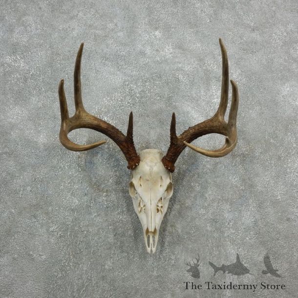 Whitetail Deer Skull European Mount For Sale #18090 @ The Taxidermy Store