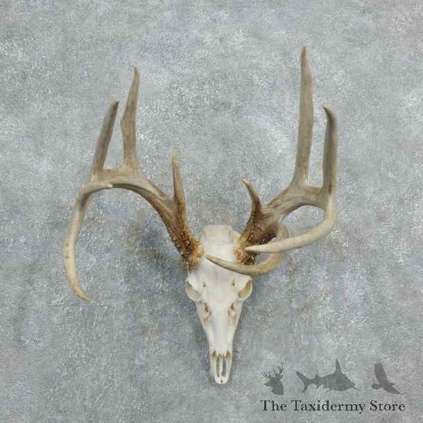 Whitetail Deer Skull European Mount For Sale #18320 @ The Taxidermy Store