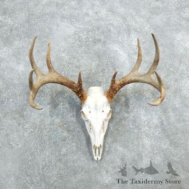 Whitetail Deer Skull European Mount For Sale #18326 @ The Taxidermy Store