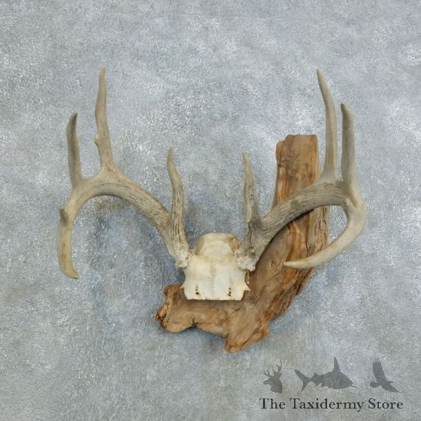 Whitetail Deer Skull European Mount For Sale #18444 @ The Taxidermy Store