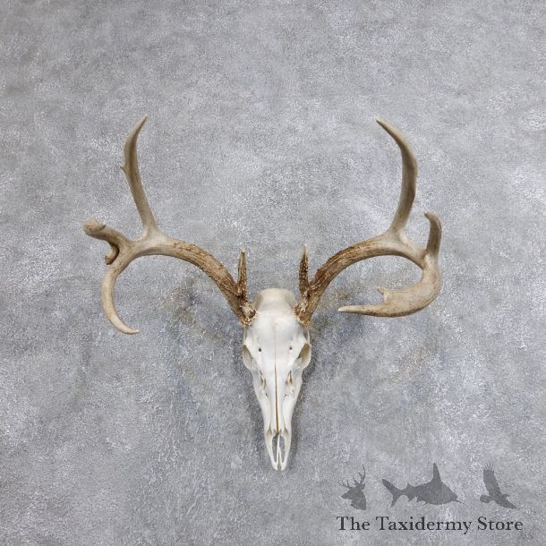 Whitetail Deer Skull European Mount For Sale #18699 @ The Taxidermy Store