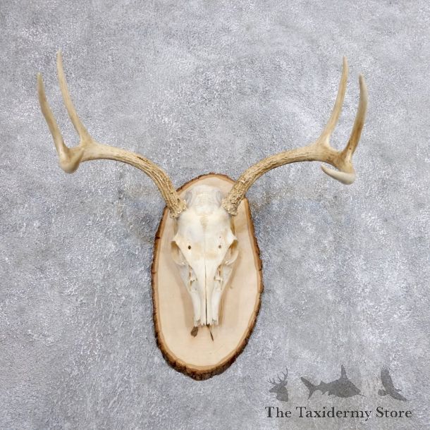 Whitetail Deer Skull European Mount For Sale #18701 @ The Taxidermy Store