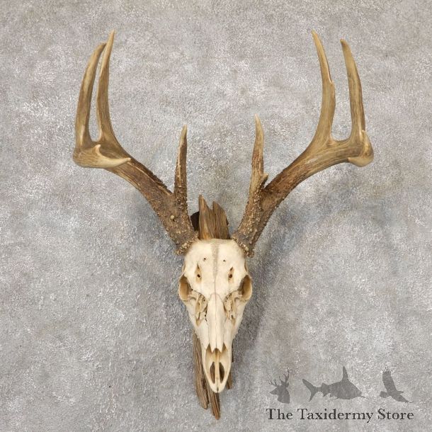 Whitetail Deer Skull European Mount For Sale #18874 @ The Taxidermy Store