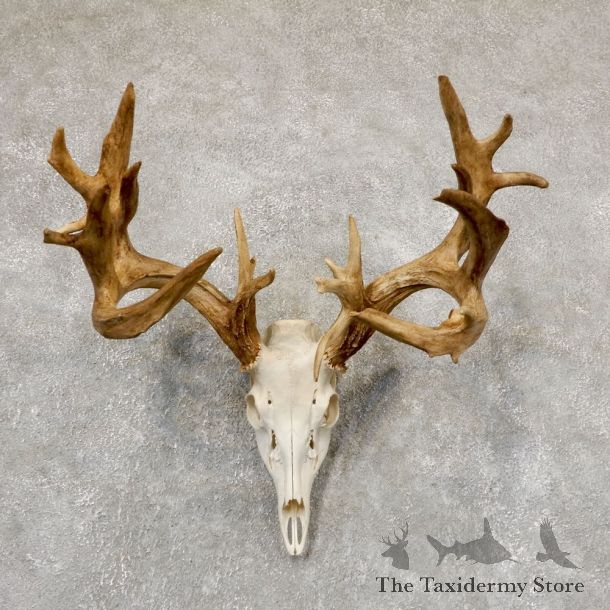 Whitetail Deer Skull European Mount For Sale #18916 @ The Taxidermy Store