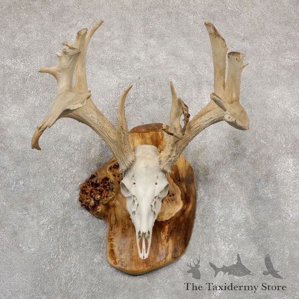 Whitetail Deer Skull European Mount For Sale #18927 @ The Taxidermy Store