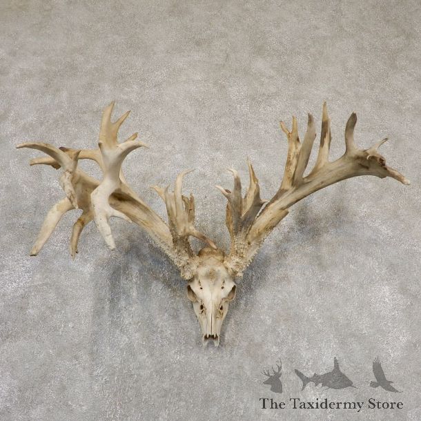 Whitetail Deer Skull European Mount For Sale #18929 @ The Taxidermy Store