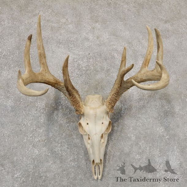 Whitetail Deer Skull European Mount For Sale #18931 @ The Taxidermy Store