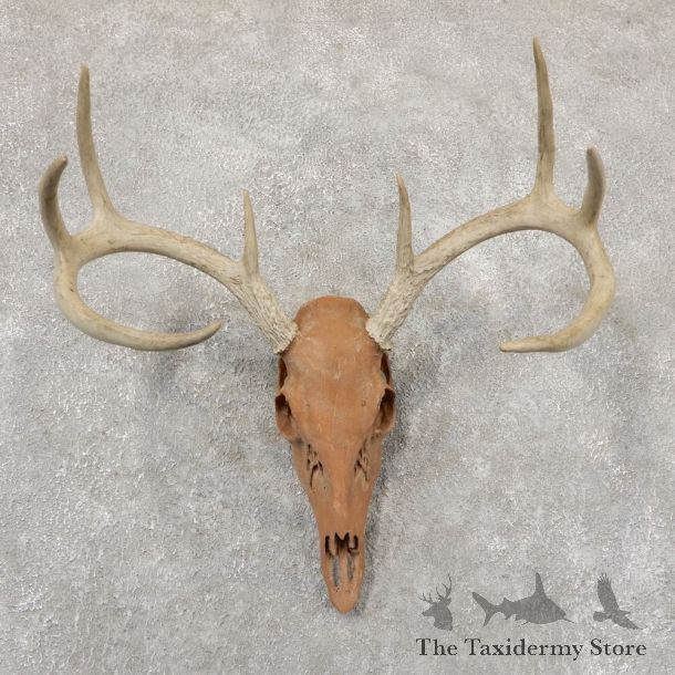 Whitetail Deer Skull European Mount For Sale #18936 @ The Taxidermy Store