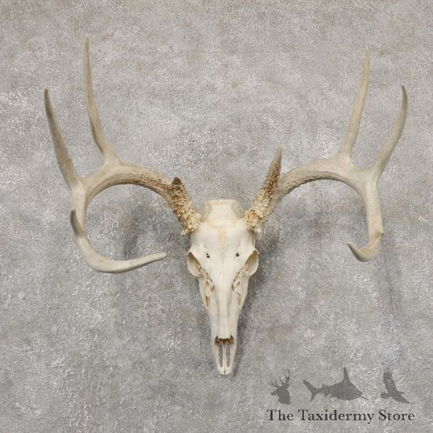 Whitetail Deer Skull European Mount For Sale #18937 @ The Taxidermy Store