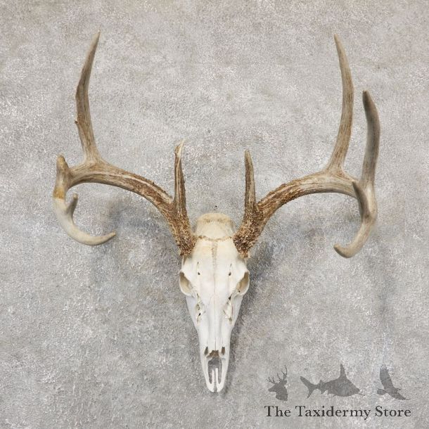 Whitetail Deer Skull European Mount For Sale #18943 @ The Taxidermy Store