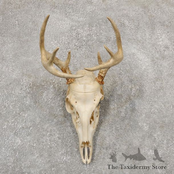 Whitetail Deer Skull European Mount For Sale #18951 @ The Taxidermy Store