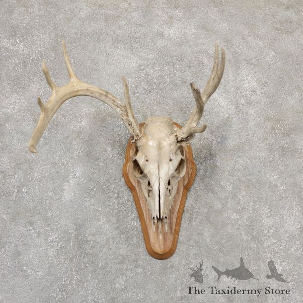 Whitetail Deer Skull European Mount For Sale #18953 @ The Taxidermy Store