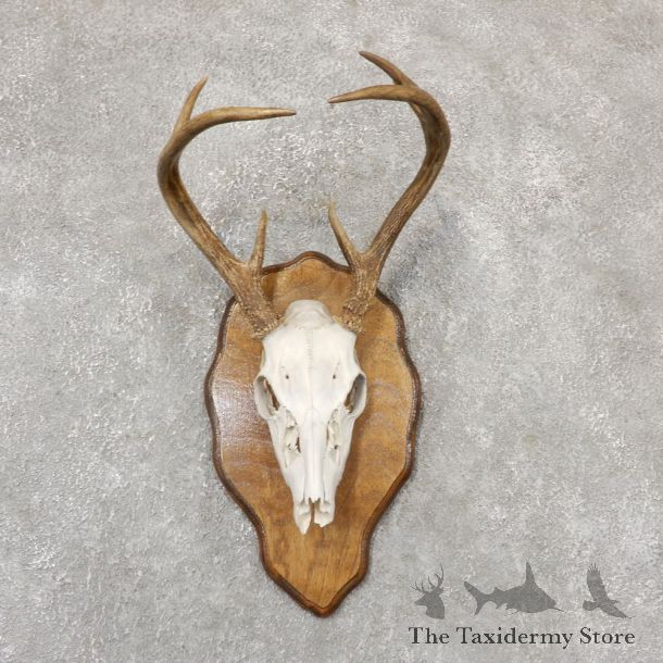 Whitetail Deer Skull European Mount For Sale #18957 @ The Taxidermy Store