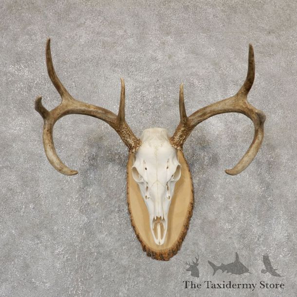 Whitetail Deer Skull European Mount For Sale #18960 @ The Taxidermy Store
