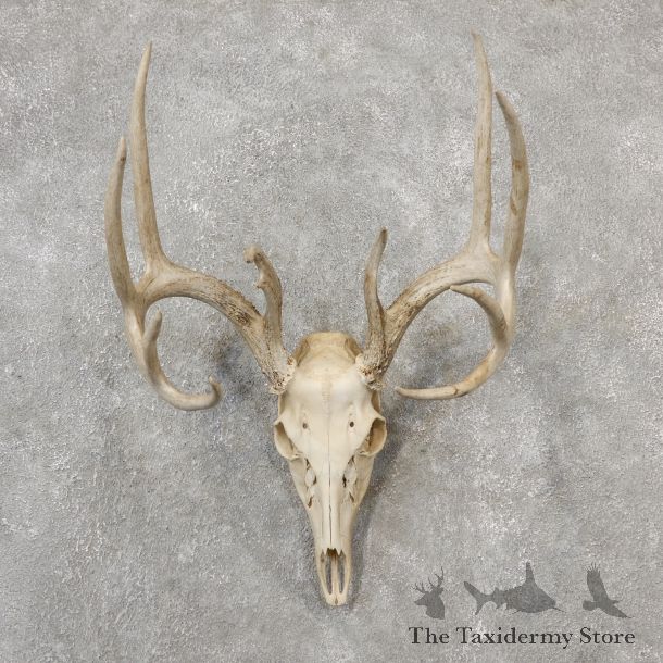 Whitetail Deer Skull European Mount For Sale #19148 @ The Taxidermy Store