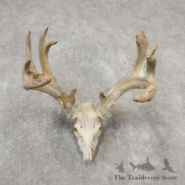 Whitetail Deer Skull European Mount For Sale #19151 @ The Taxidermy Store