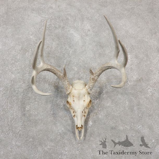 Whitetail Deer Skull European Mount For Sale #19240 @ The Taxidermy Store