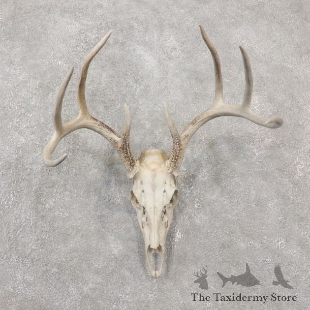 Whitetail Deer Skull European Mount For Sale #19243 @ The Taxidermy Store