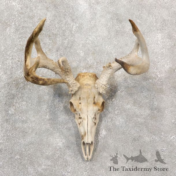 Whitetail Deer Skull European Mount For Sale #19250 @ The Taxidermy Store