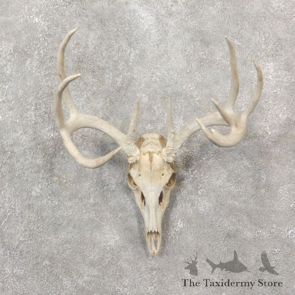 Whitetail Deer Skull European Mount For Sale #19251 @ The Taxidermy Store