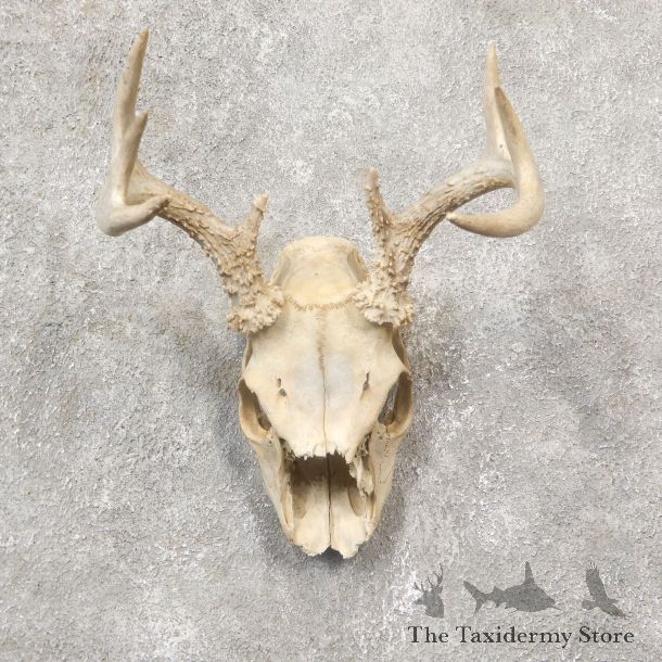 Whitetail Deer Skull European Mount For Sale #19254 @ The Taxidermy Store